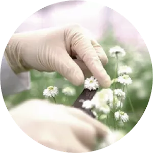 Close-up of hands wearing gloves gently harvesting flowers